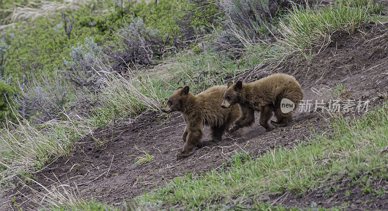 美国黑熊(Ursus americanus)是一种中等体型的熊，原产于北美，常见于黄石国家公园。年轻的幼崽。玩。肉桂色。